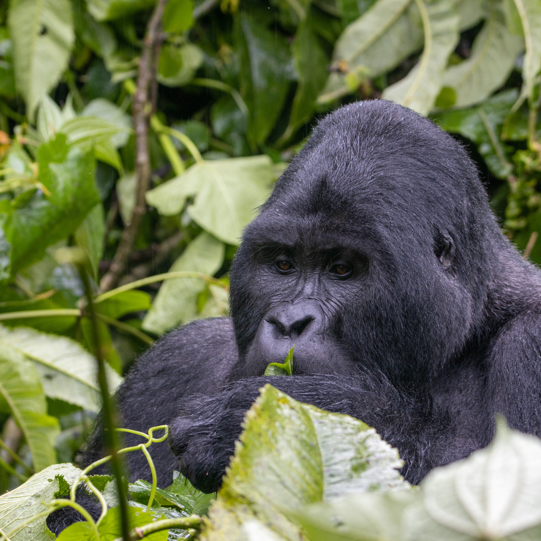 Chimpanzee lying on its back among leaves and foliage in a forest.