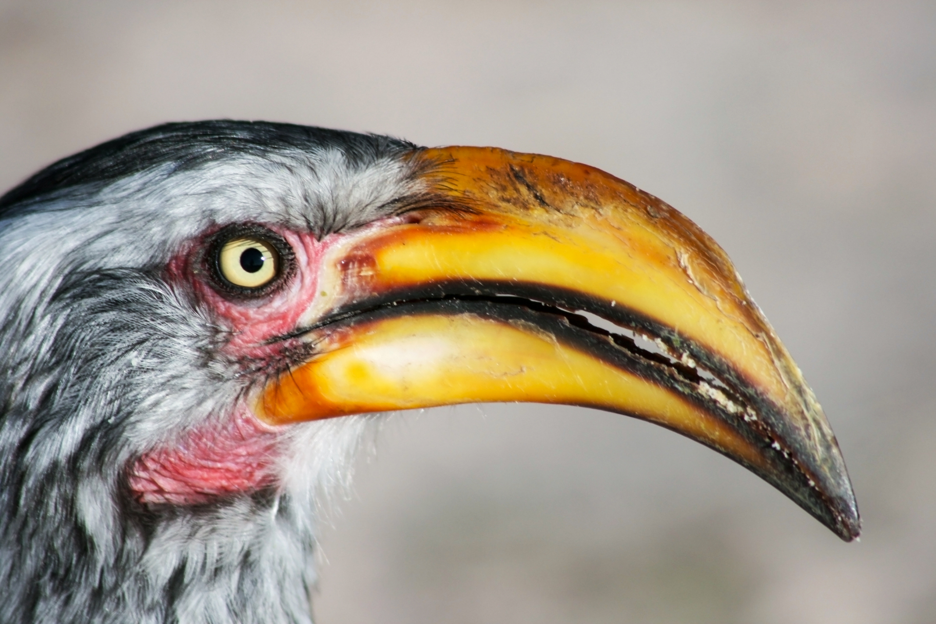 A close up of a bird 's face with a yellow beak