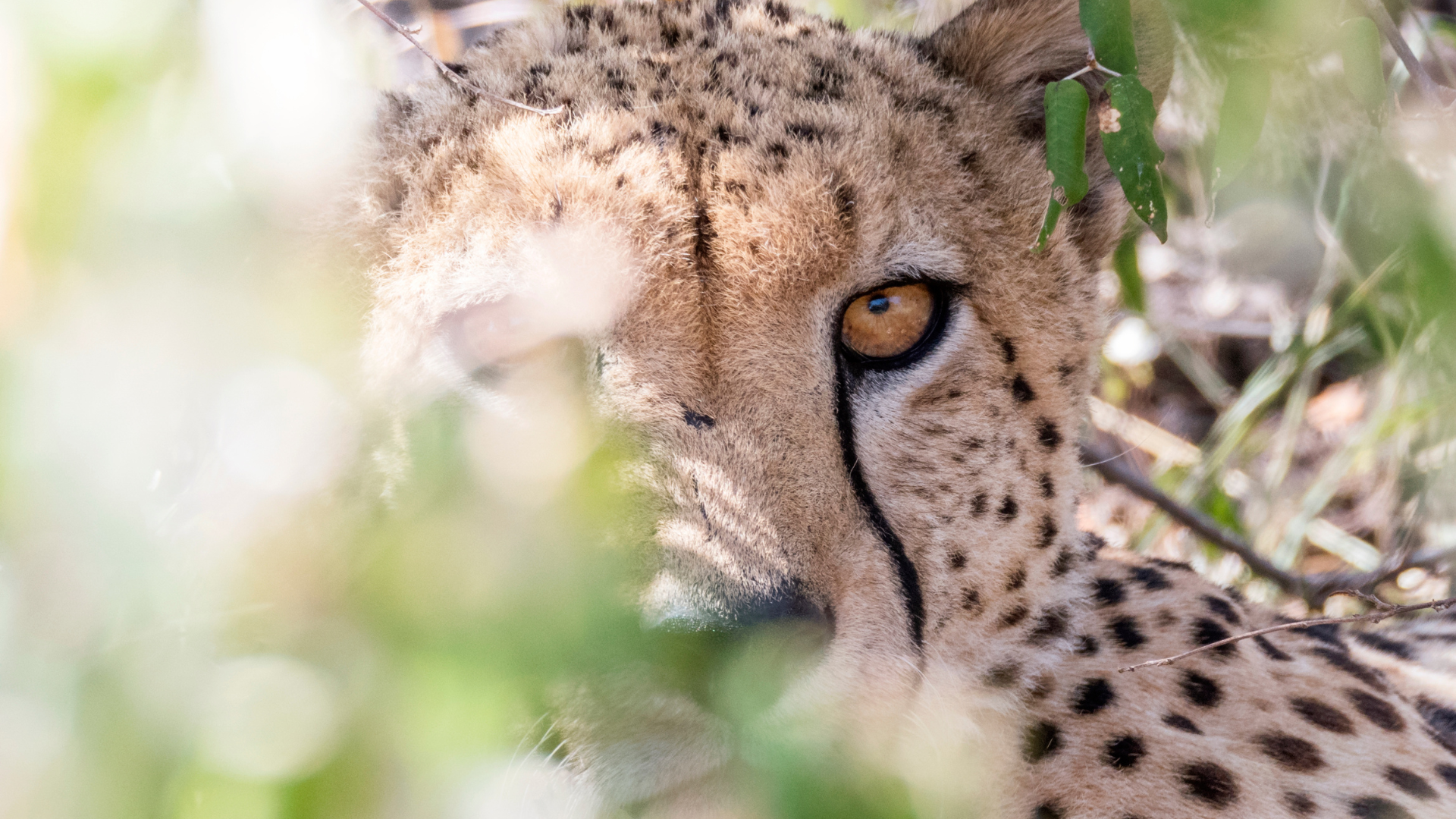 A cheetah peeks out from behind green foliage, focused gaze and spotted coat visible.