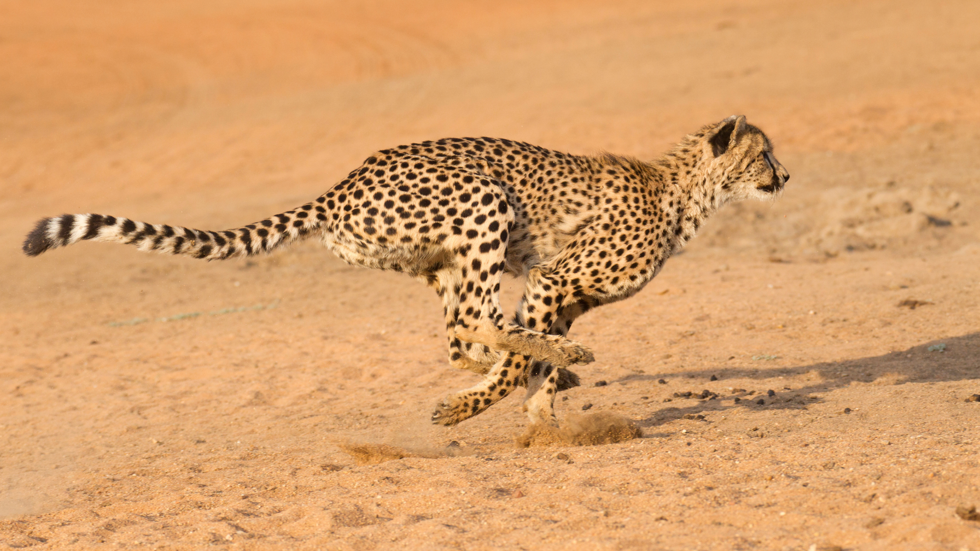 A cheetah running swiftly across a dusty, tan-colored plain. Its spotted coat blends with the background as it sprints.