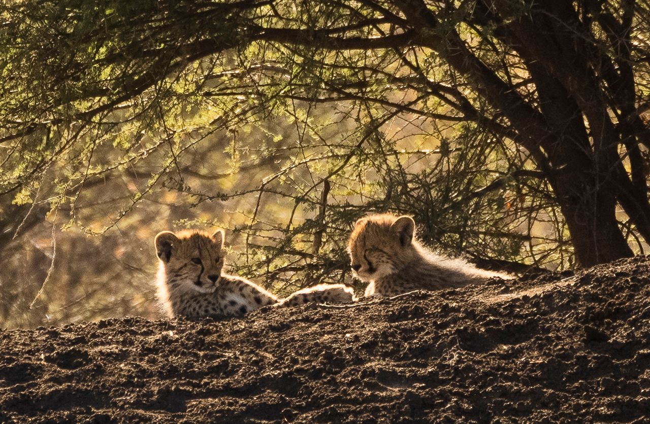 Two cheetah cubs rest on a mound in dappled sunlight under a tree. Their fur is spotted, and they look alert.