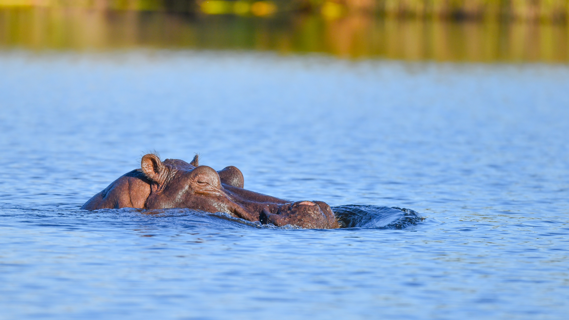 a hippo in the Chobe River