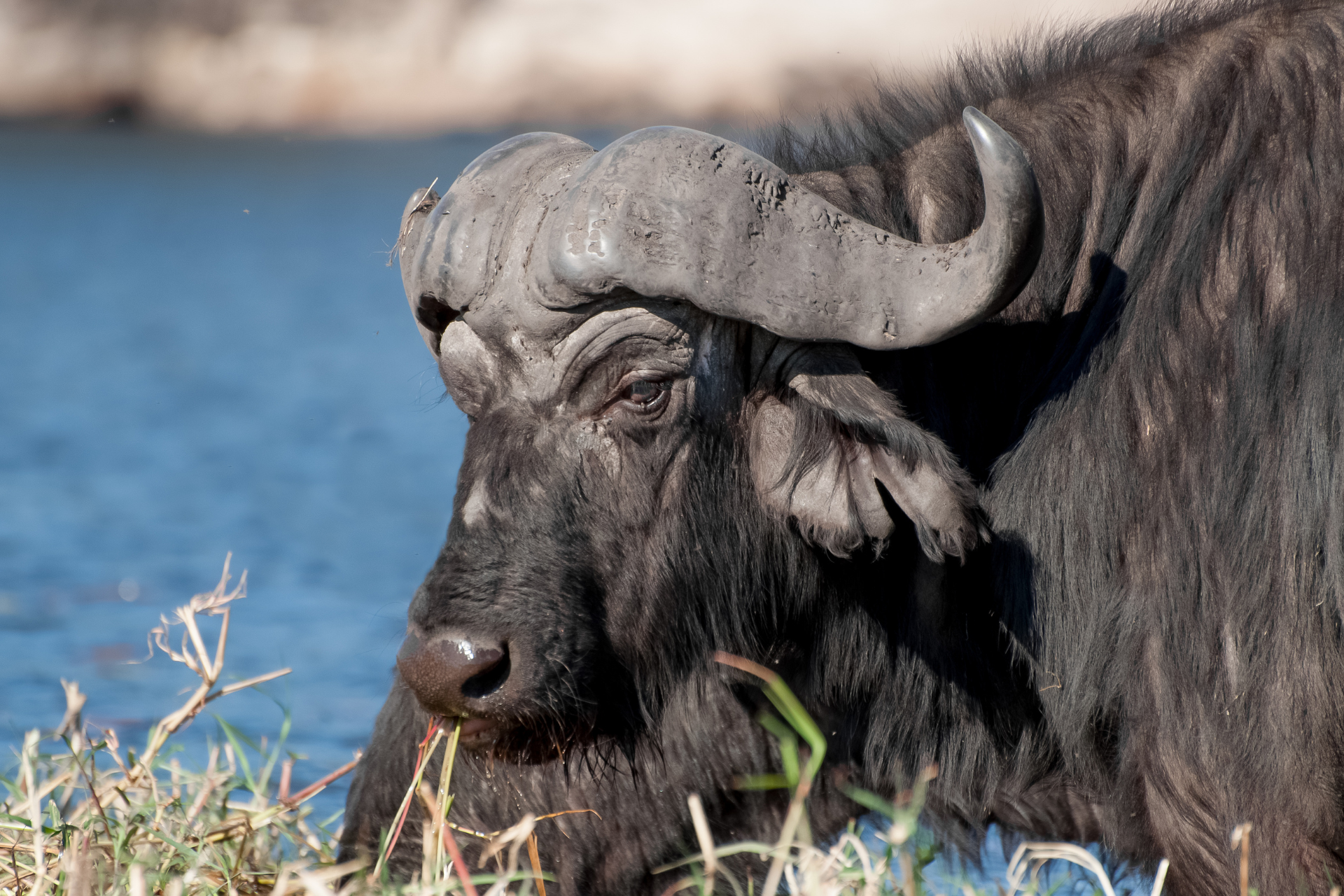 African buffalo grazing near water.