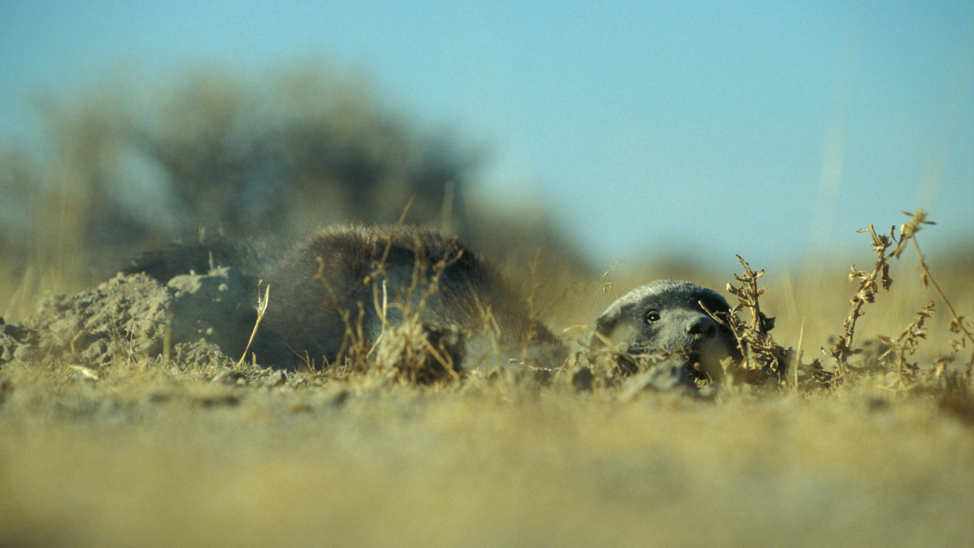 A honey badger in a burrow
