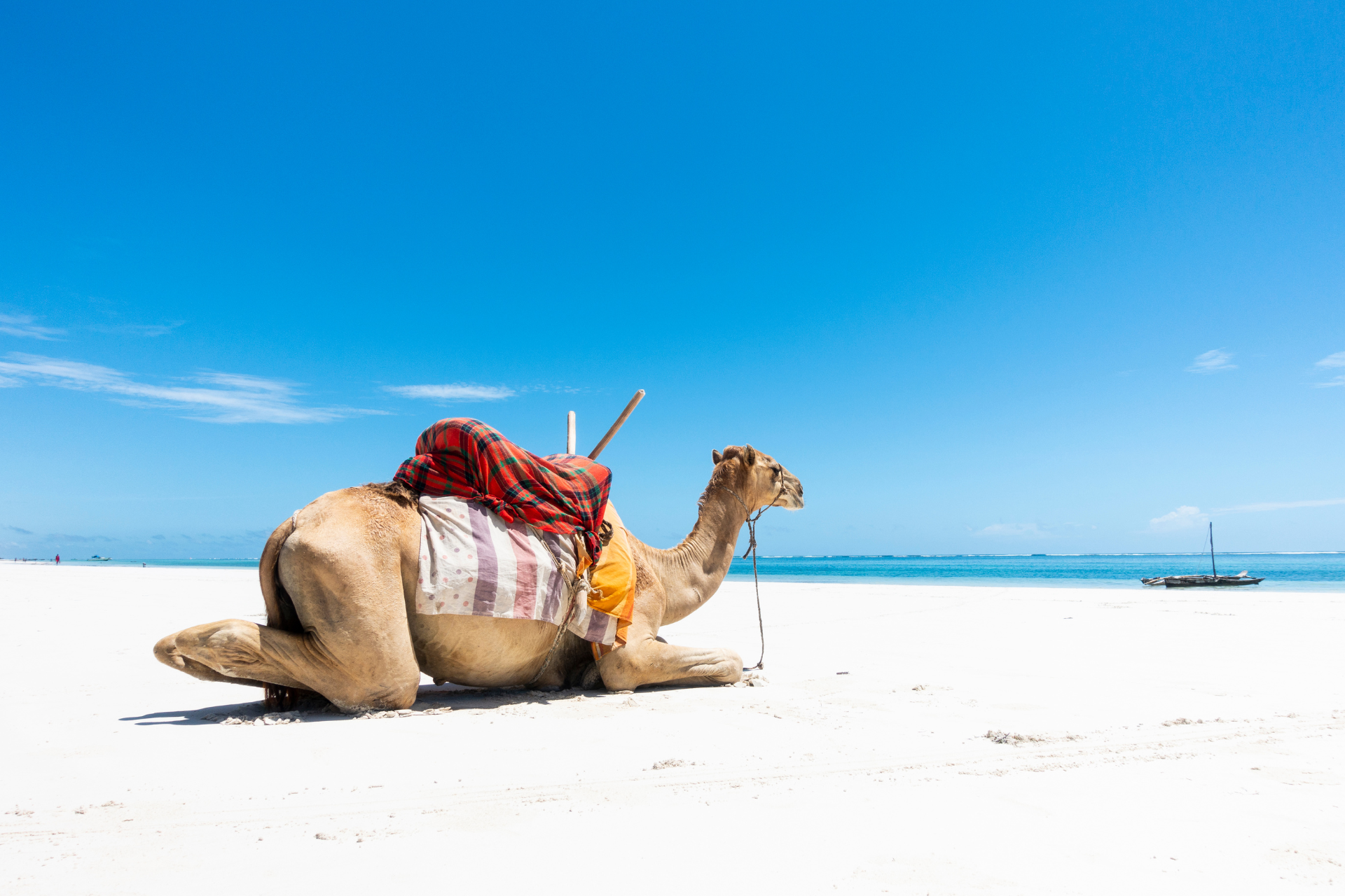 Camel resting on white sand beach under blue sky.
