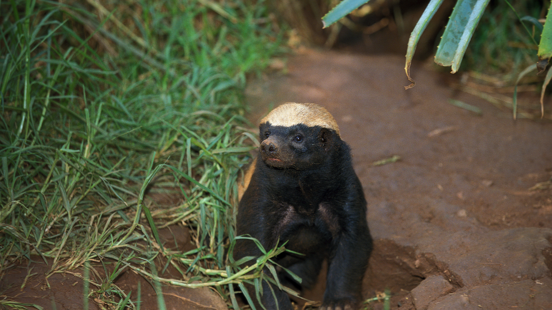 Honey badger emerging from a burrow