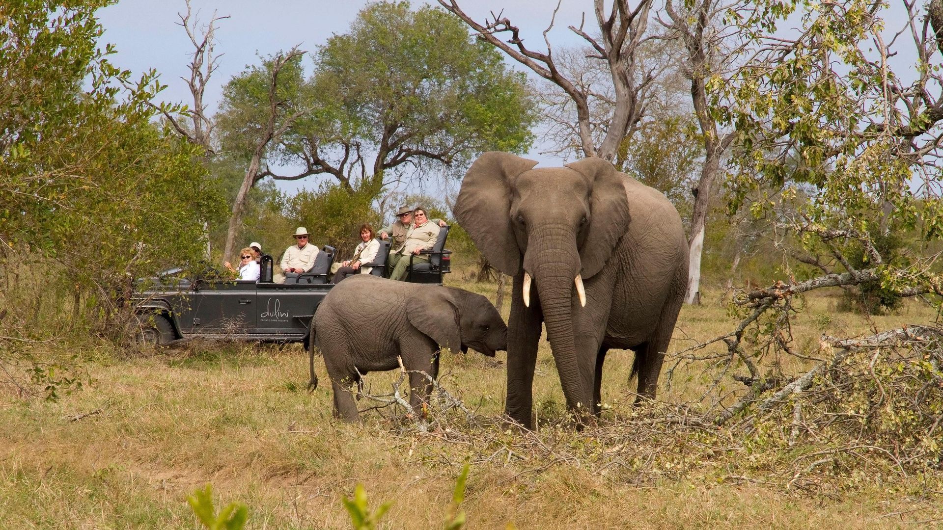 A couple of elephants standing next to each other in a field.