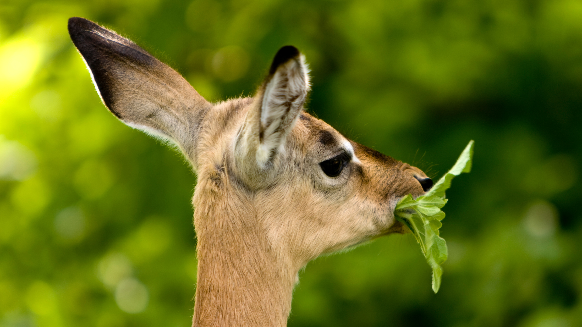 Impala eating