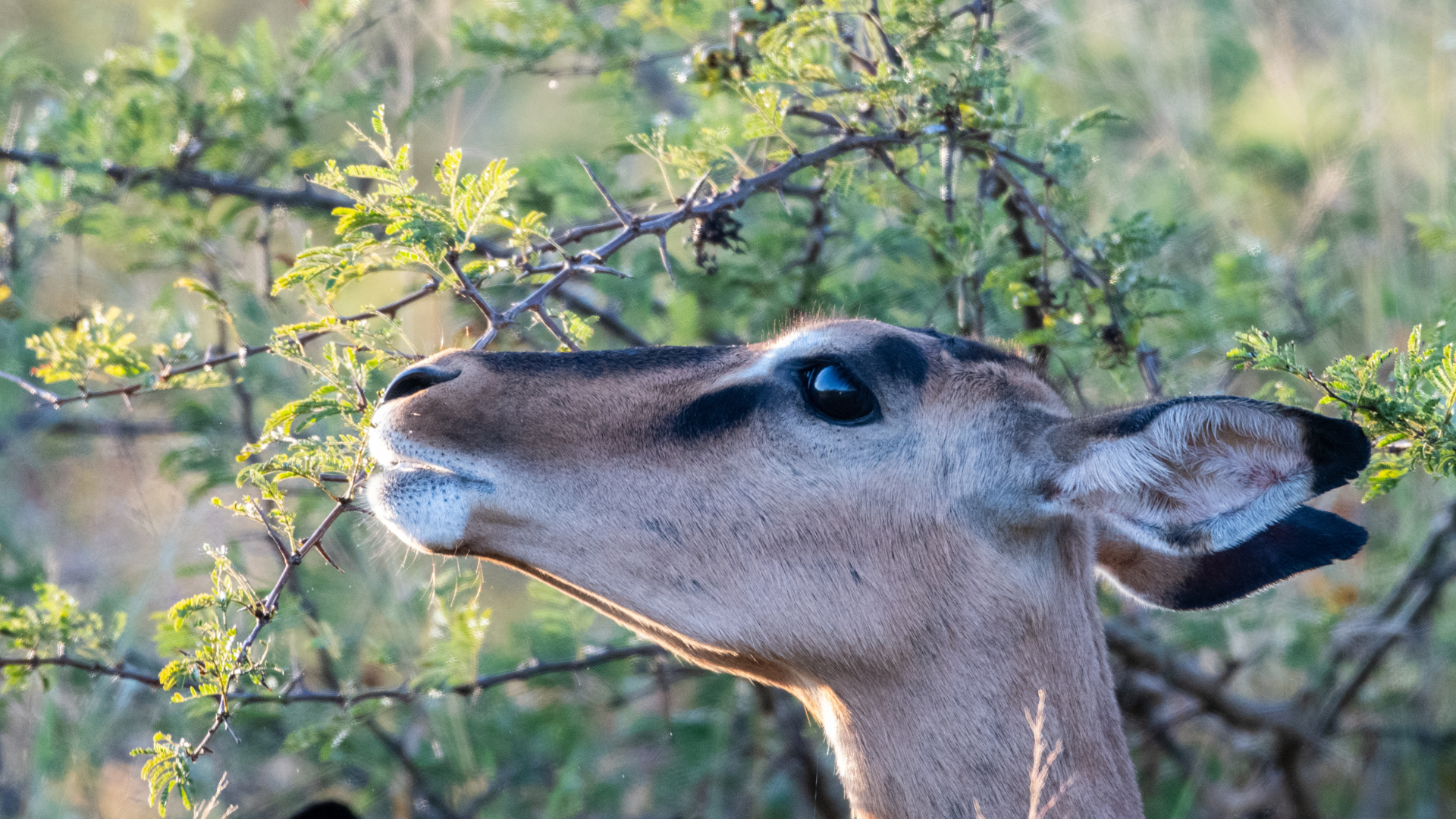 Impala eating