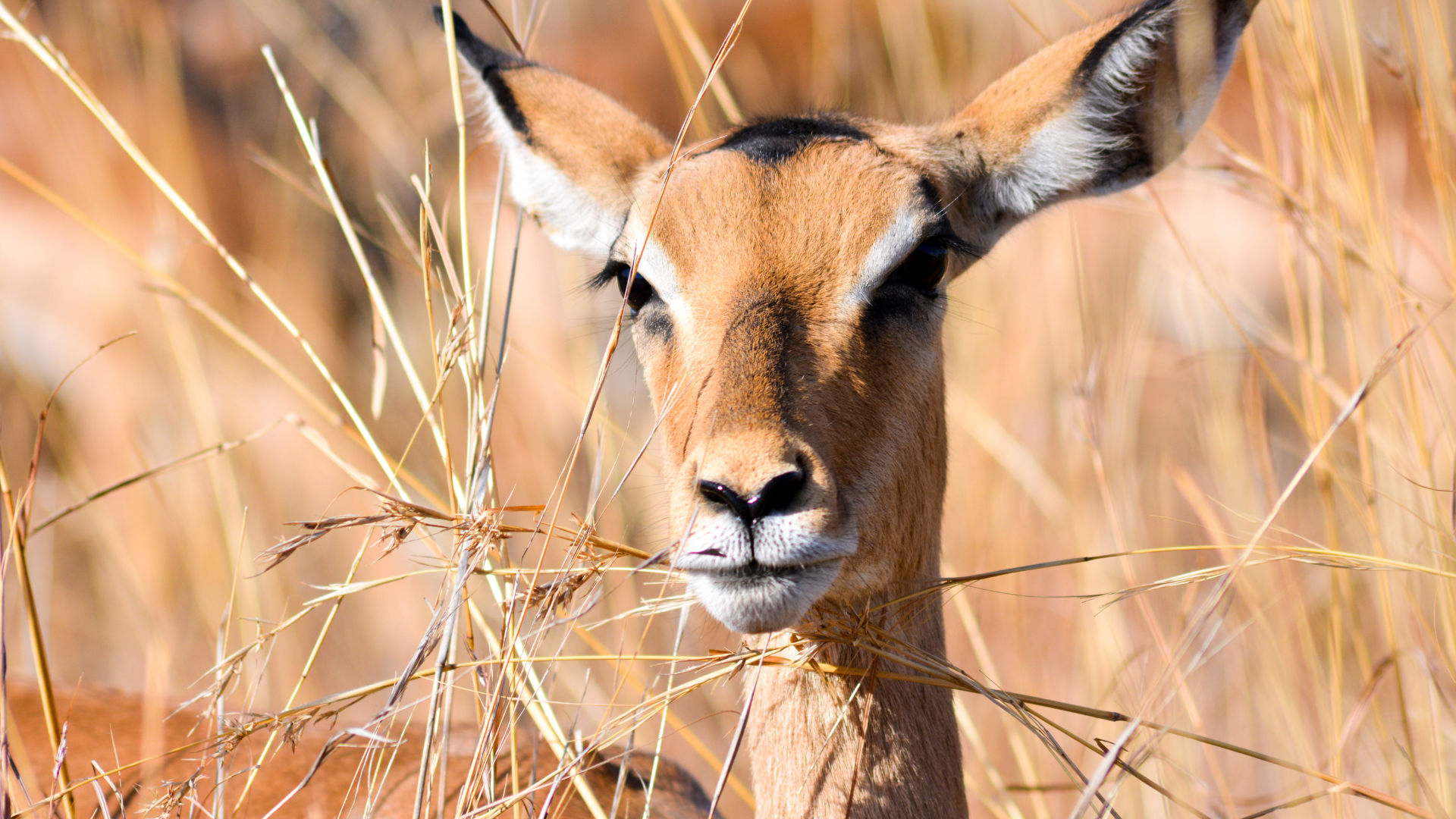 Impala eating