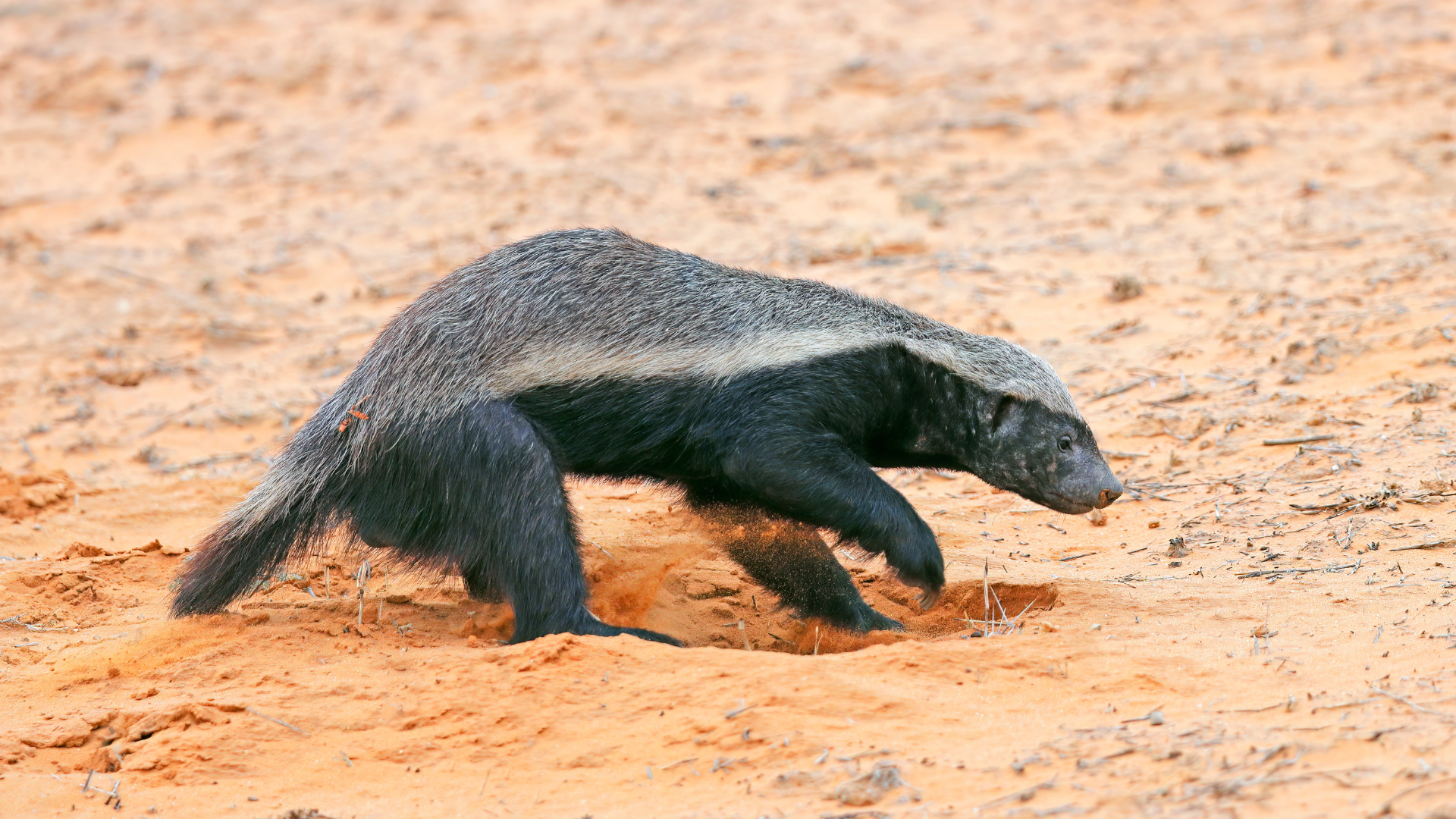 A honey badger digging