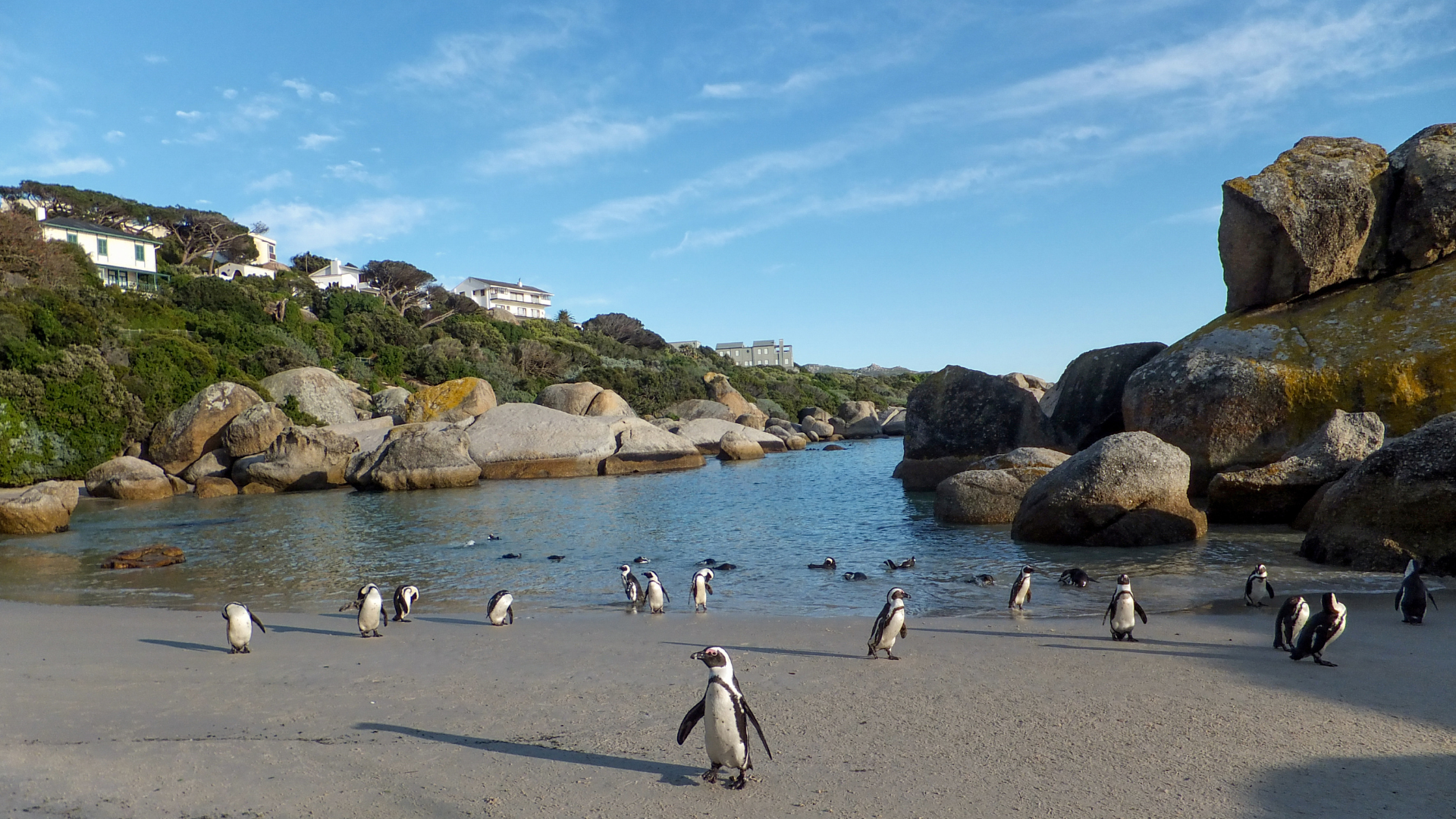 A group of penguins standing on a beach near the water