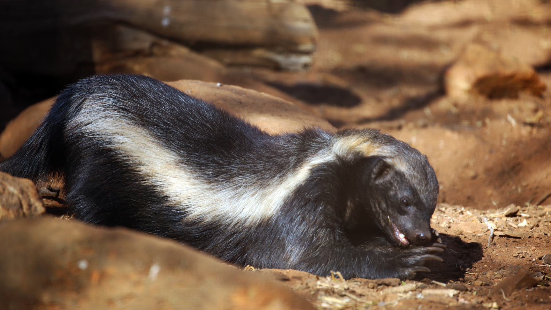 Honey Badger eating