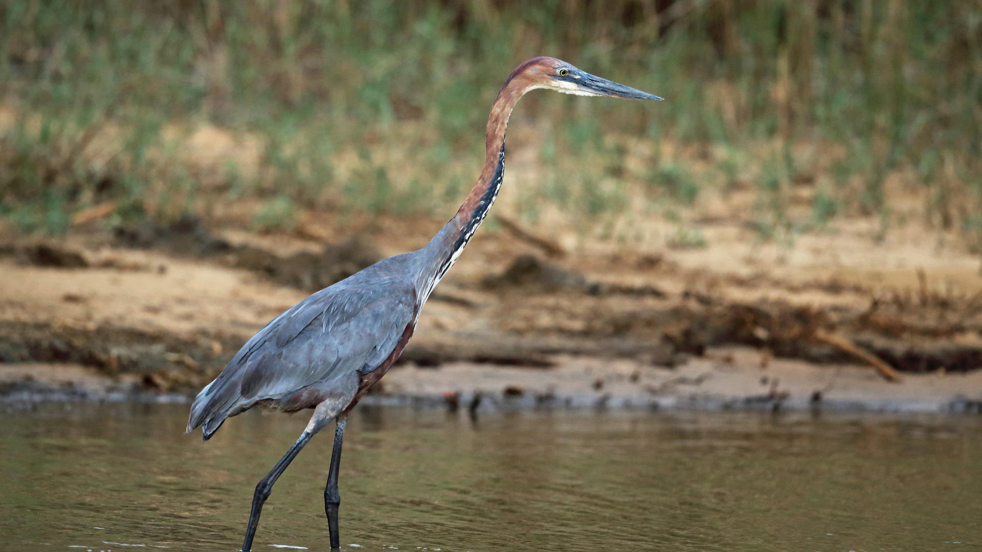 Grey Heron