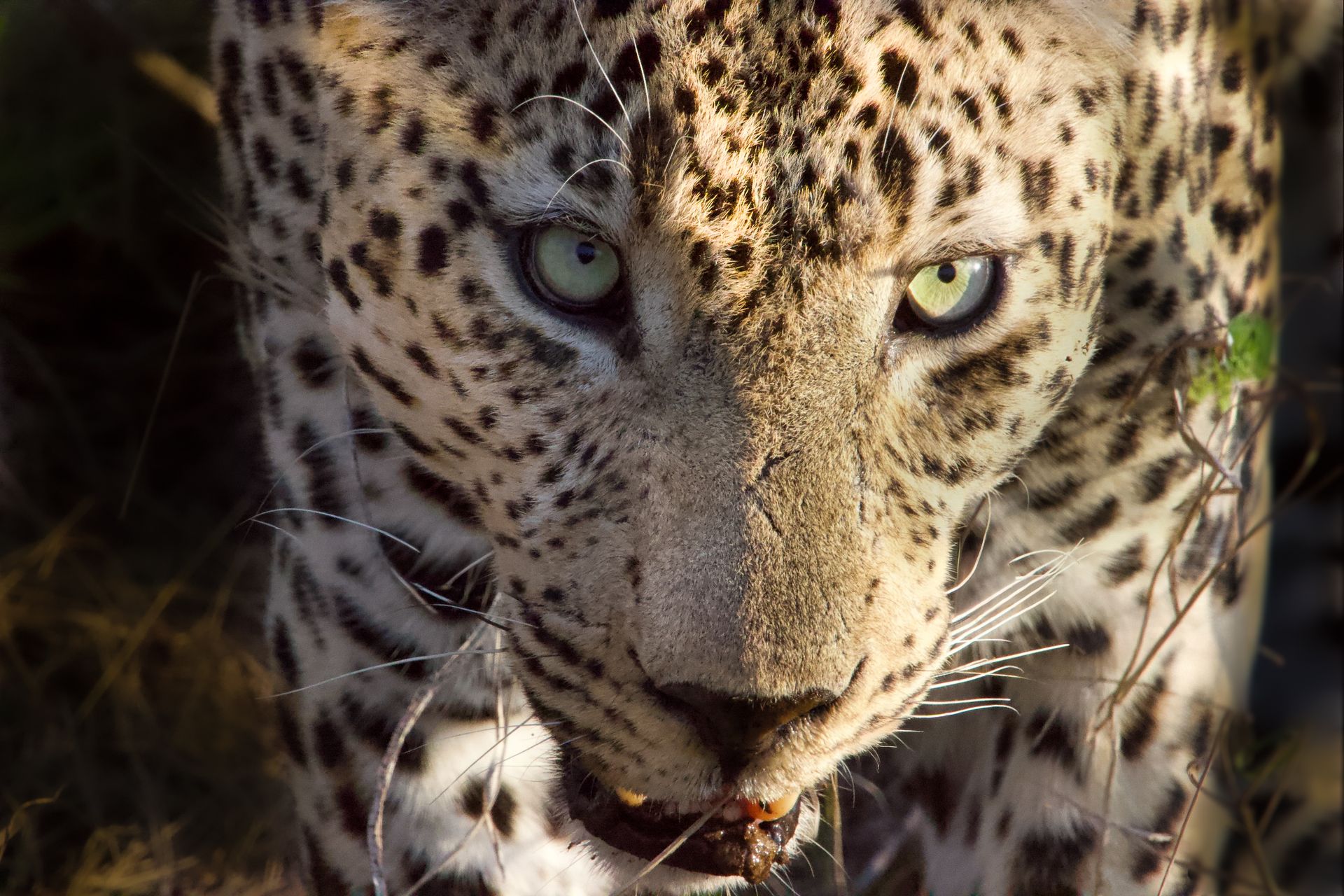 Close-up of a leopard staring through dry branches, with spotted fur and intense eyes