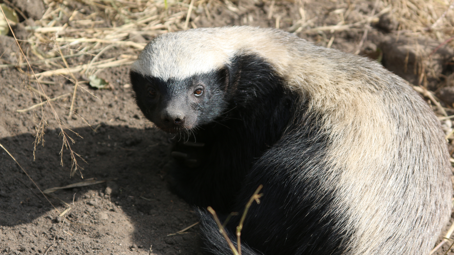 Honey Badger seen while on Safari