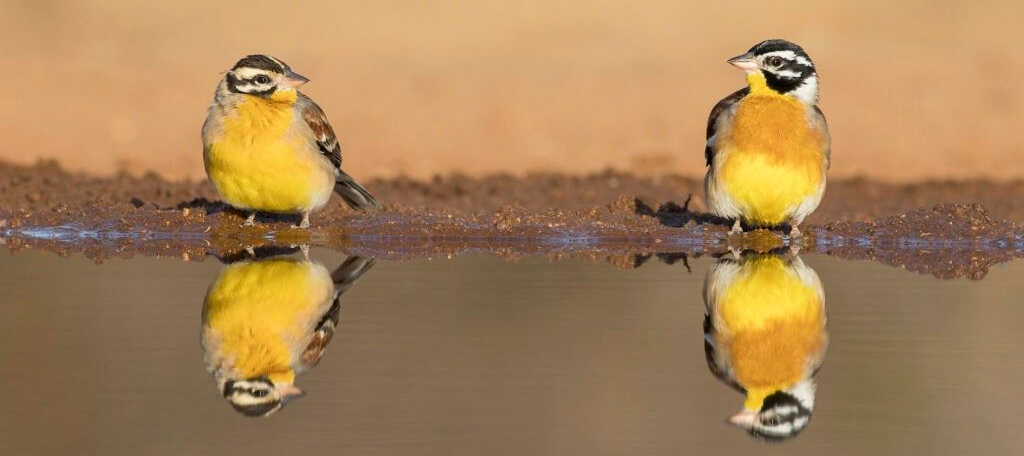 Two yellow birds standing in shallow water, with clear reflections on the surface.