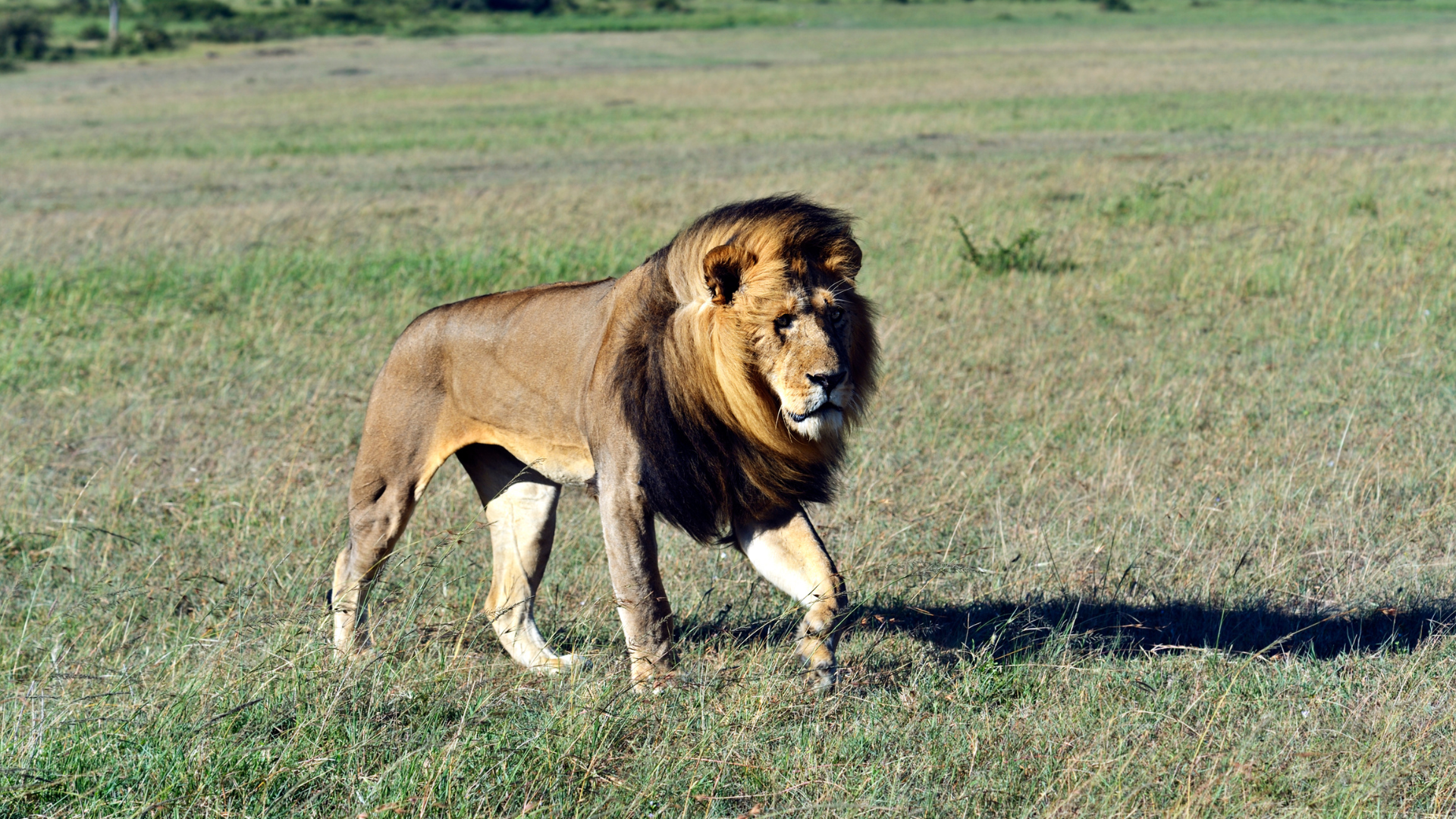 Male lion with dark mane walks across grassy savanna.