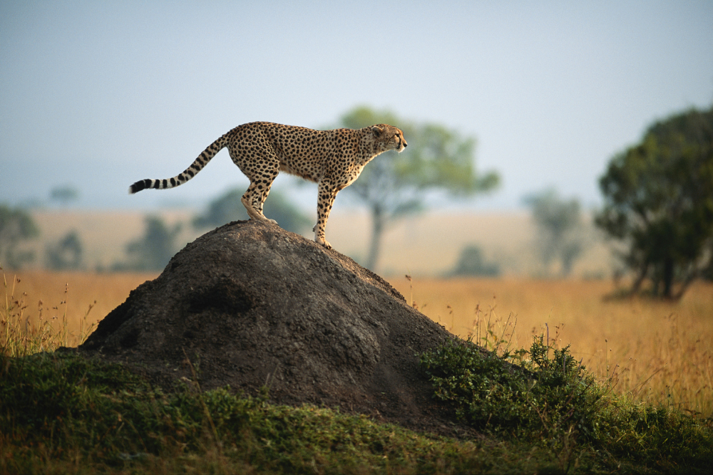 A cheetah is standing on top of a rock in the middle of a field.