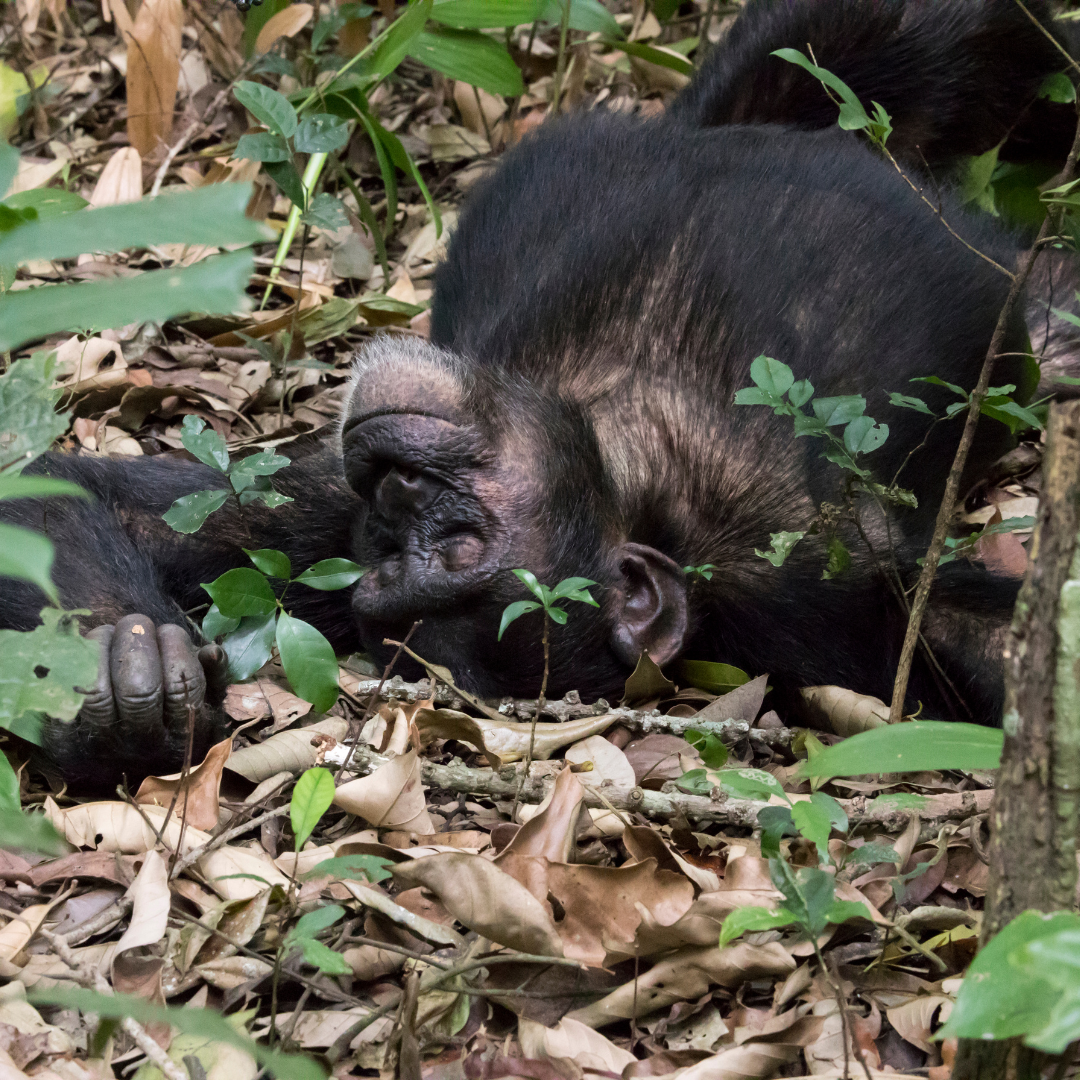 Chimpanzee resting on forest floor, eyes closed, surrounded by leaves and branches.