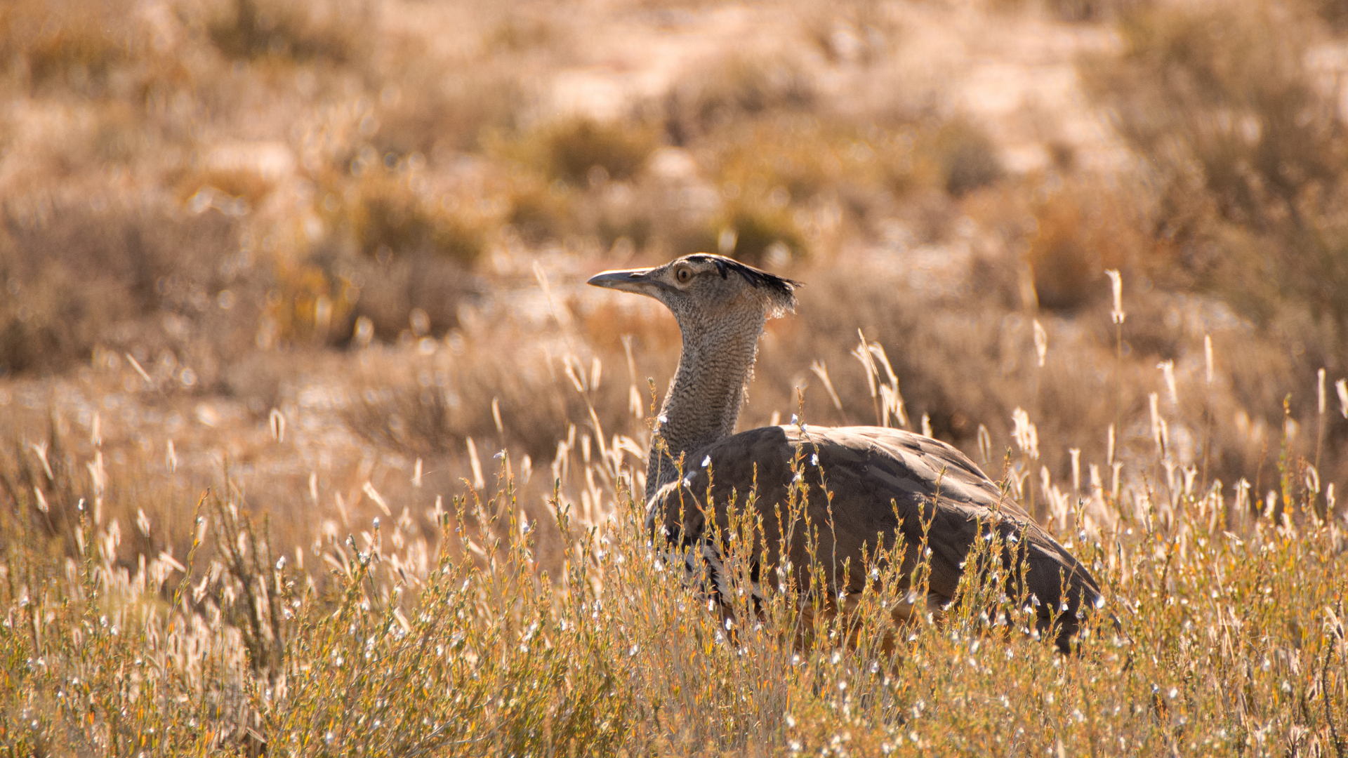 Kori Bustard 
