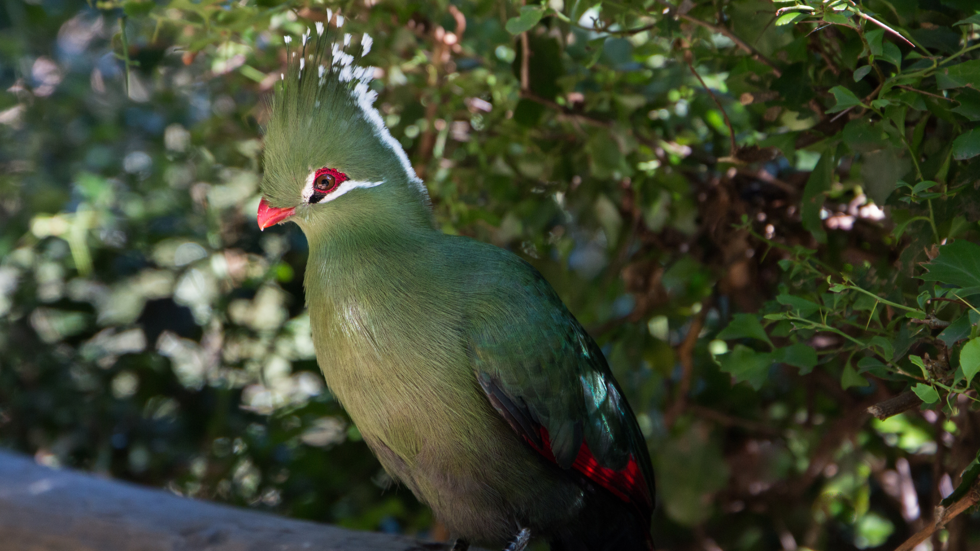 Livingstone's Turaco