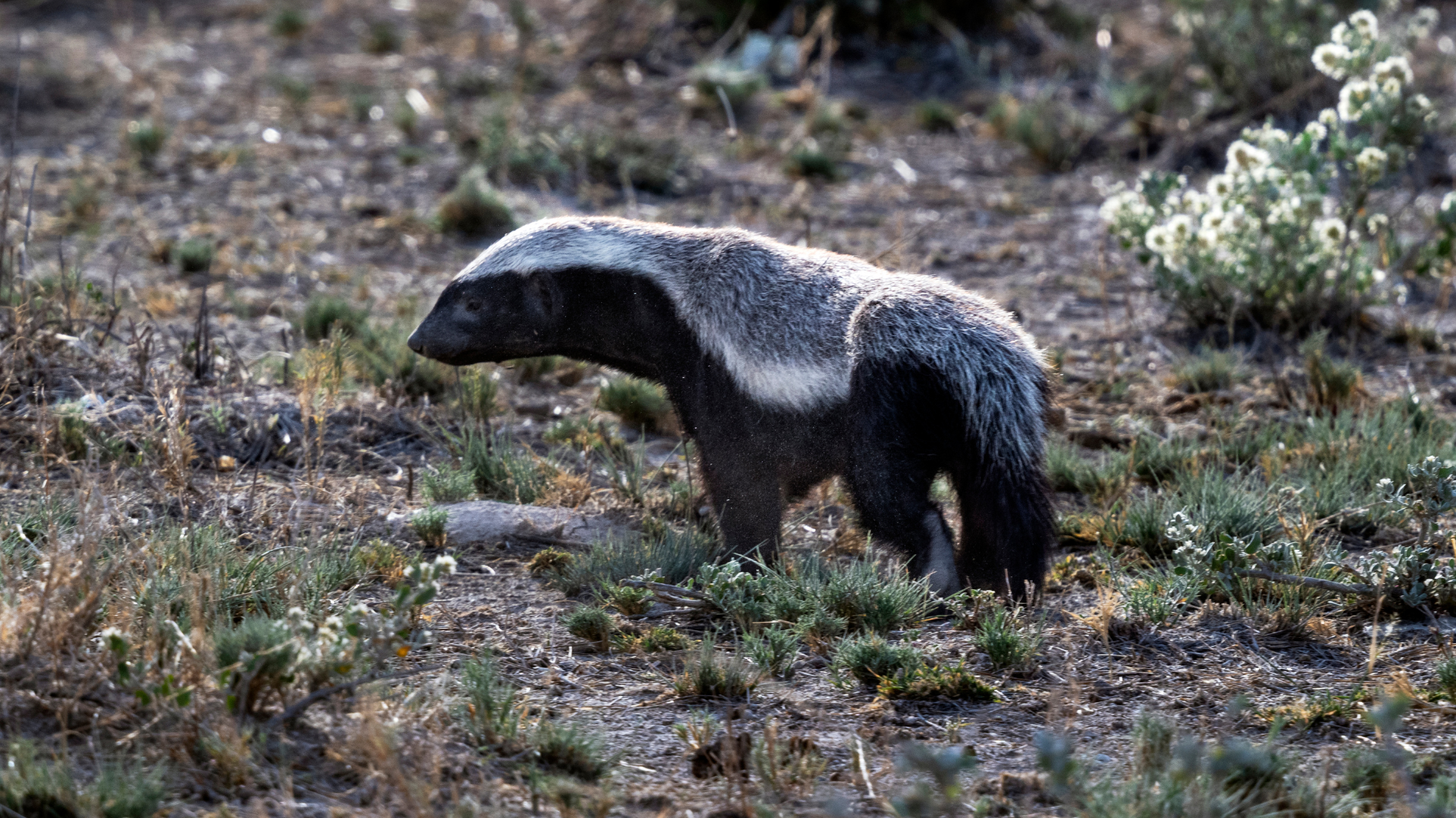 A Honey Badger seen walking while on Safari