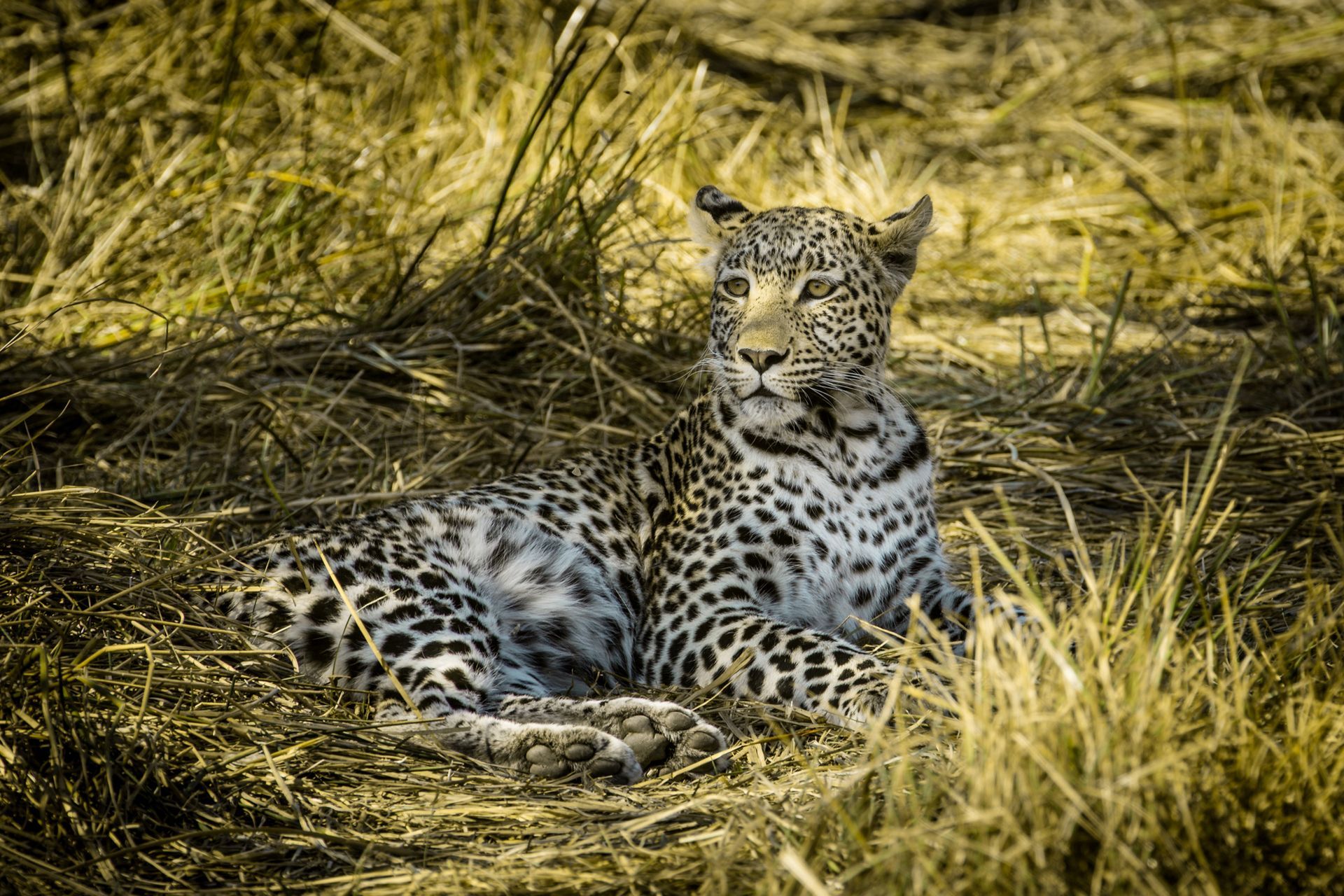 Leopard rests in tall, golden grass. Its spotted coat blends with the environment, looking alert.