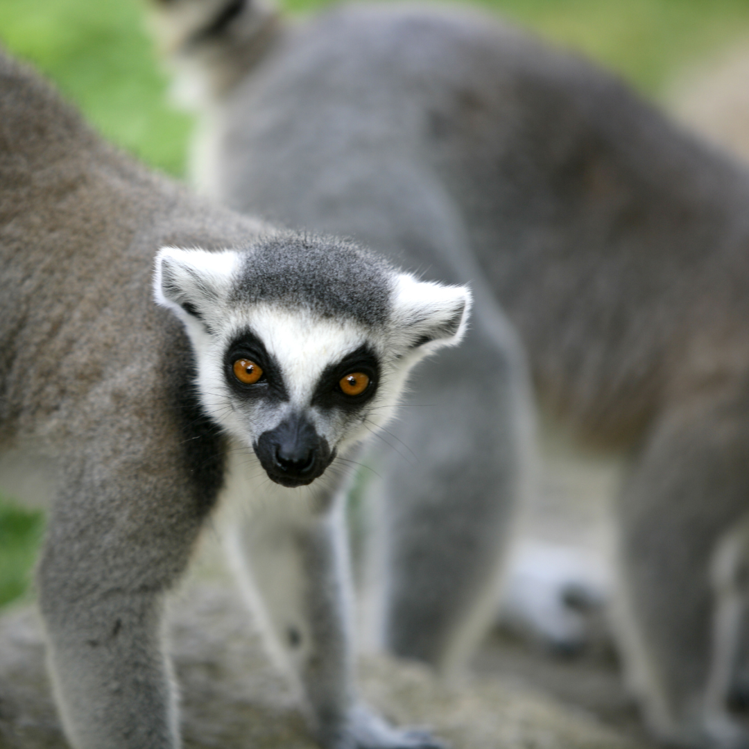 A lemur is standing next to another lemur and looking at the camera.