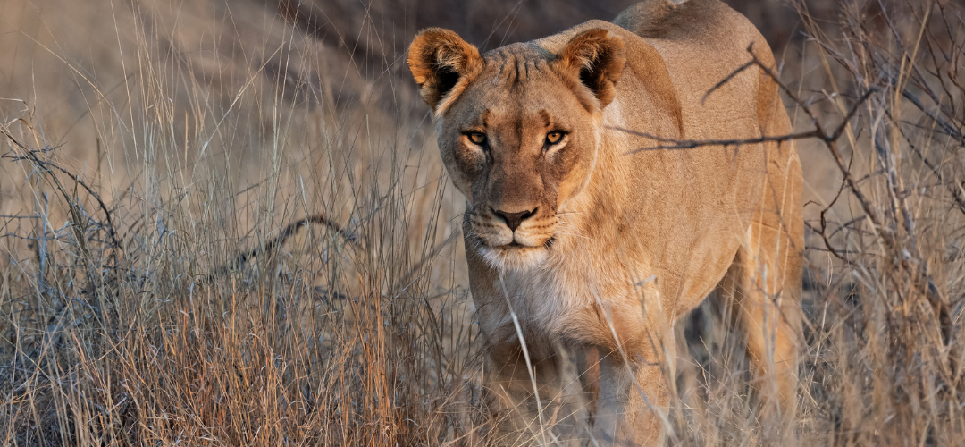 Madikwe Malaria Free Safari