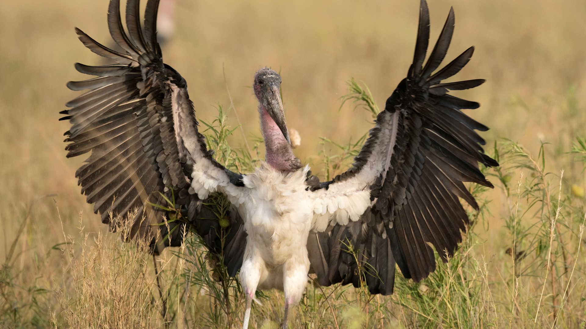 Maribou Stork spreading its wings