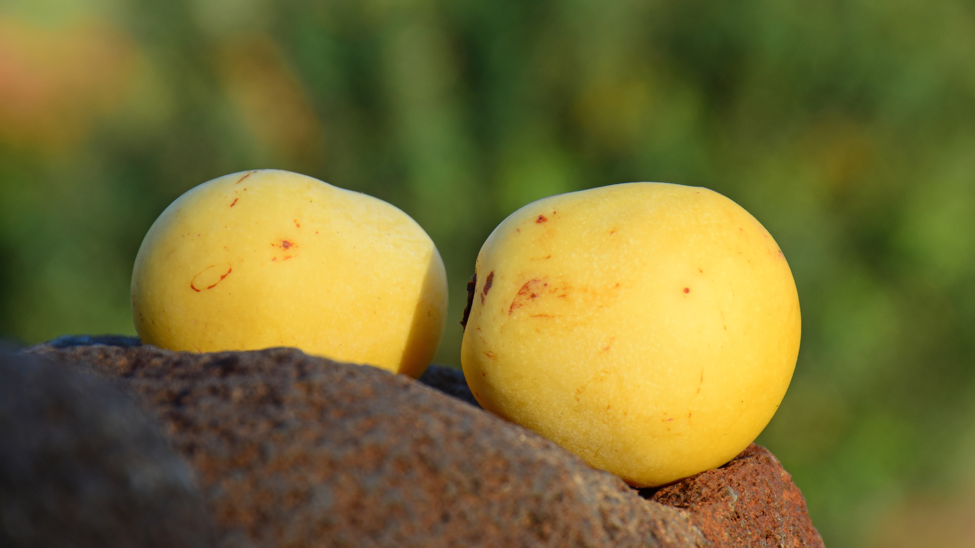 Two yellow apples are sitting on top of a rock.