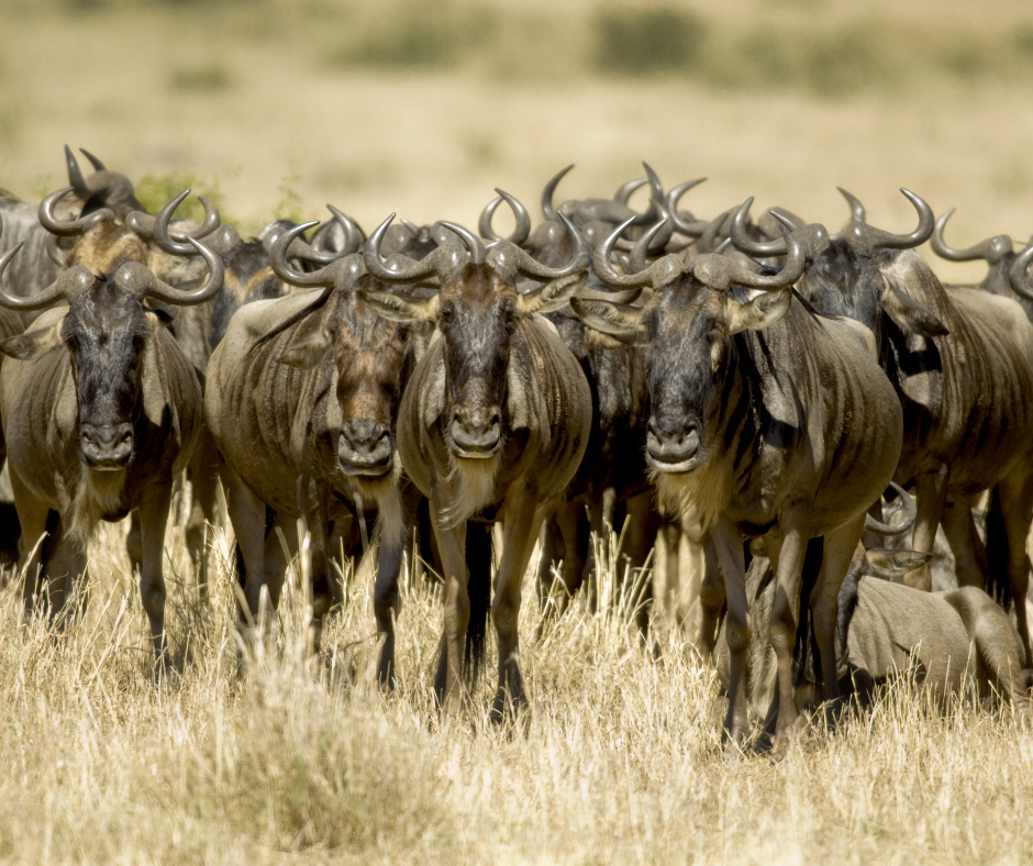 Wildebeest herd standing in tall, dry grass. They have dark fur and curved horns, looking forward.
