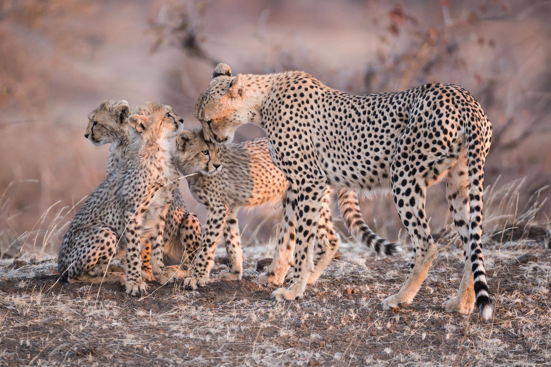 Cheetah mother nuzzles one of her three cubs. The cheetahs stand in a dry, grassy environment.