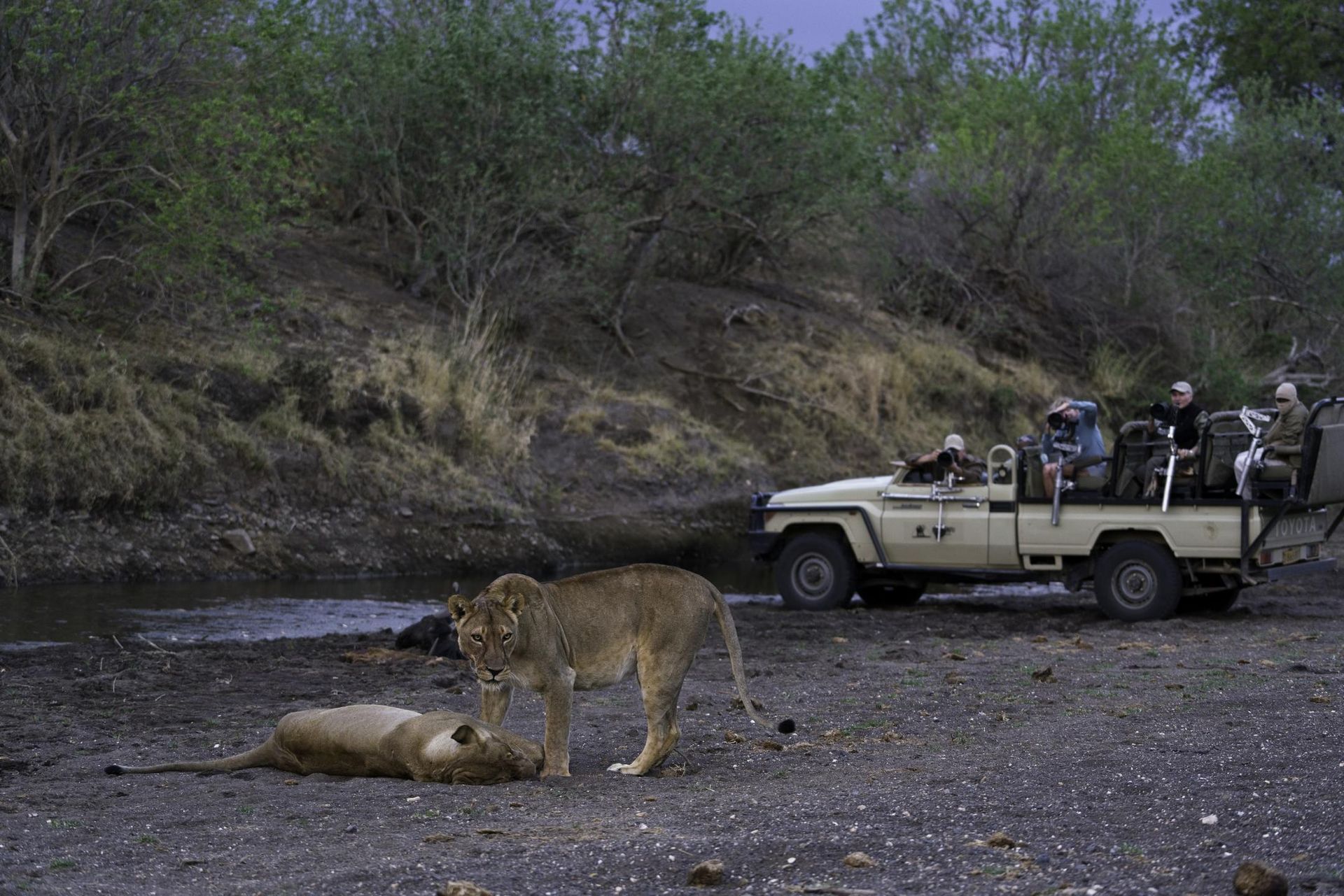 Mashatu Lodge