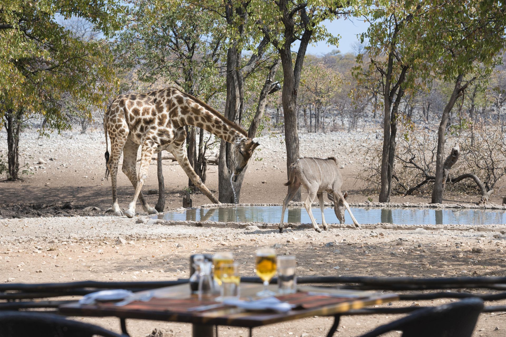 Giraffe and other animal drinking at a water trough, viewed from a table with drinks, outdoor setting.