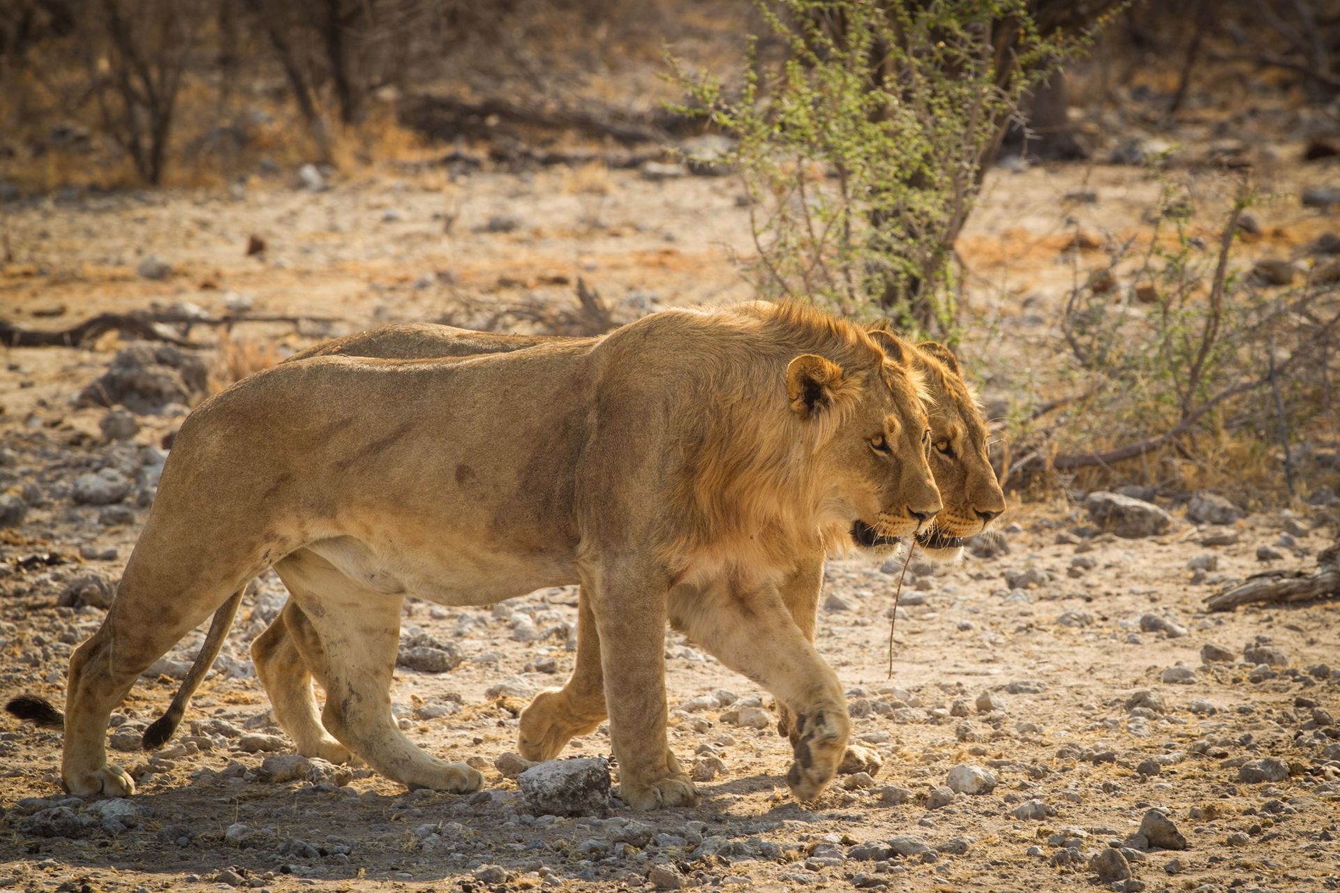 Lion walking on dry, sandy ground in a sparse savanna landscape.