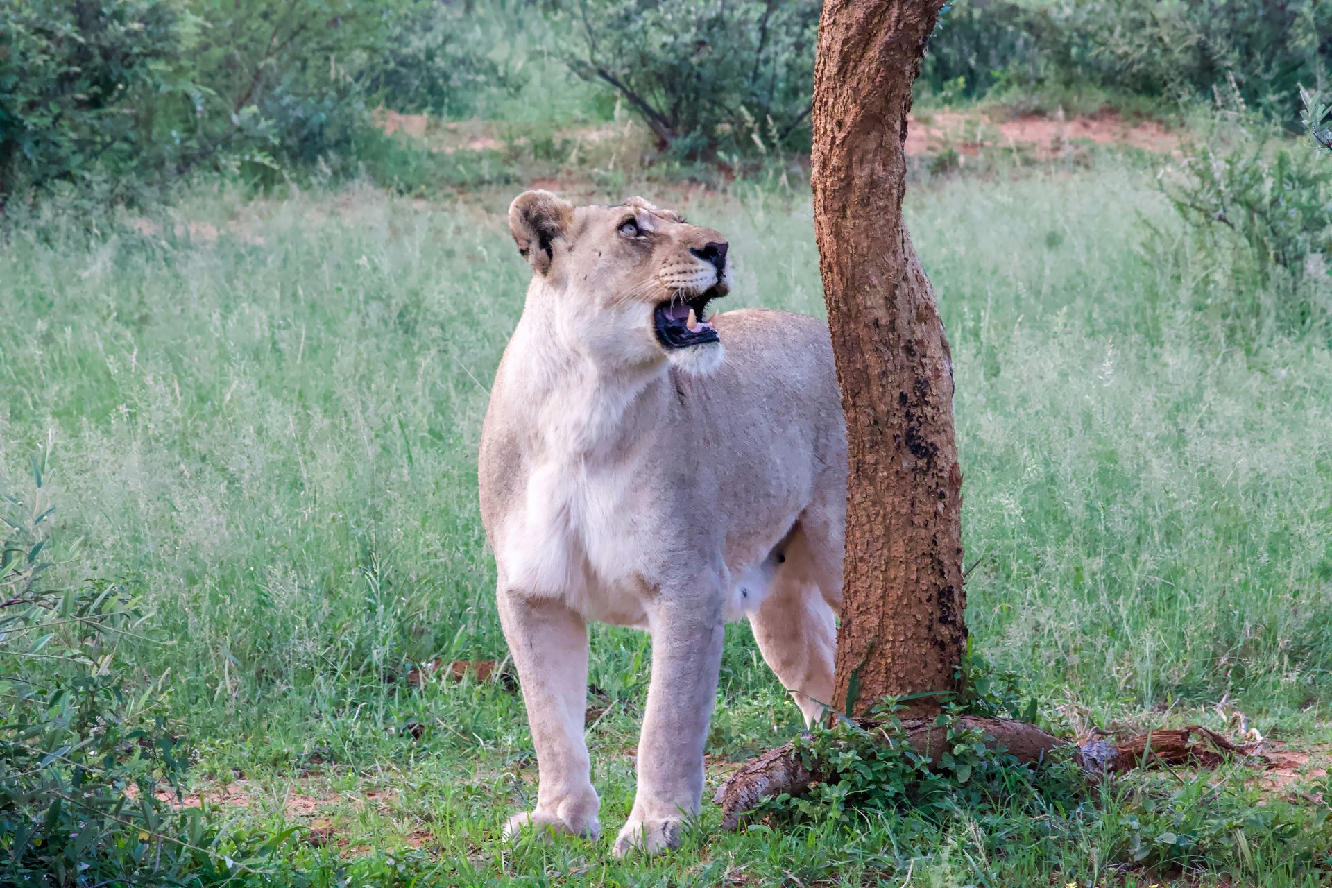 A lioness is standing next to a tree in a field.