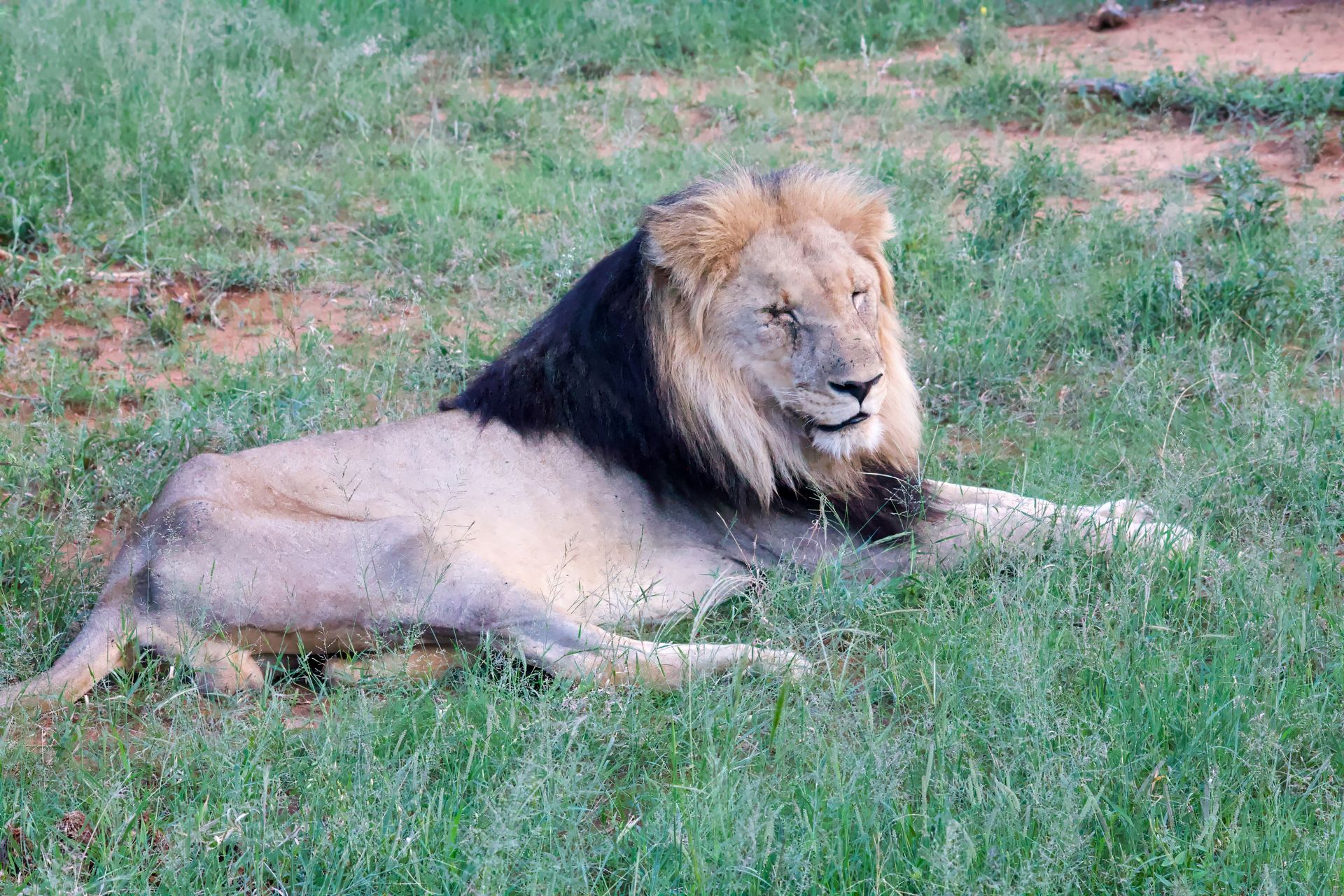 A lion with a black mane is laying in the grass.