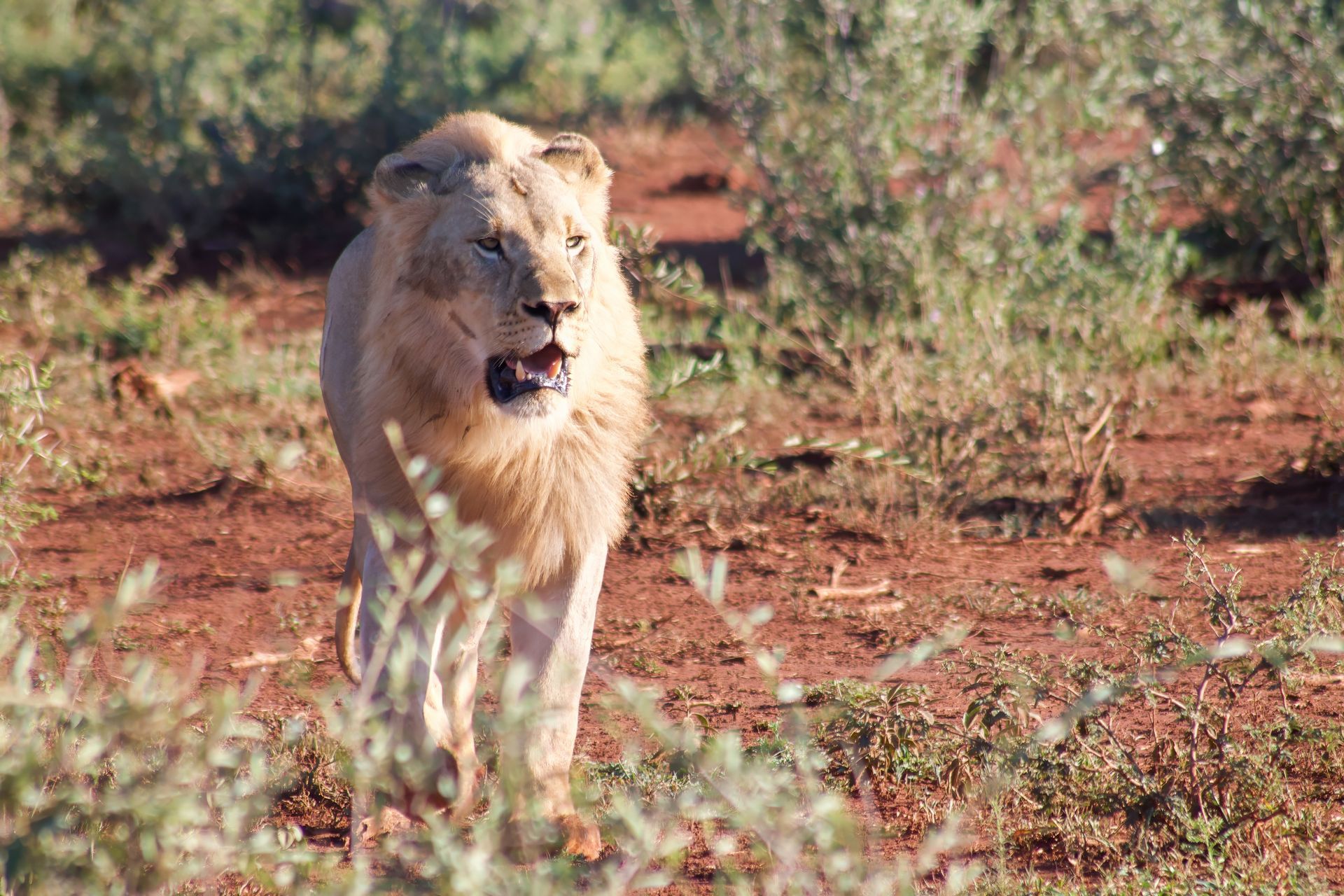 A lion is walking across a dirt field.