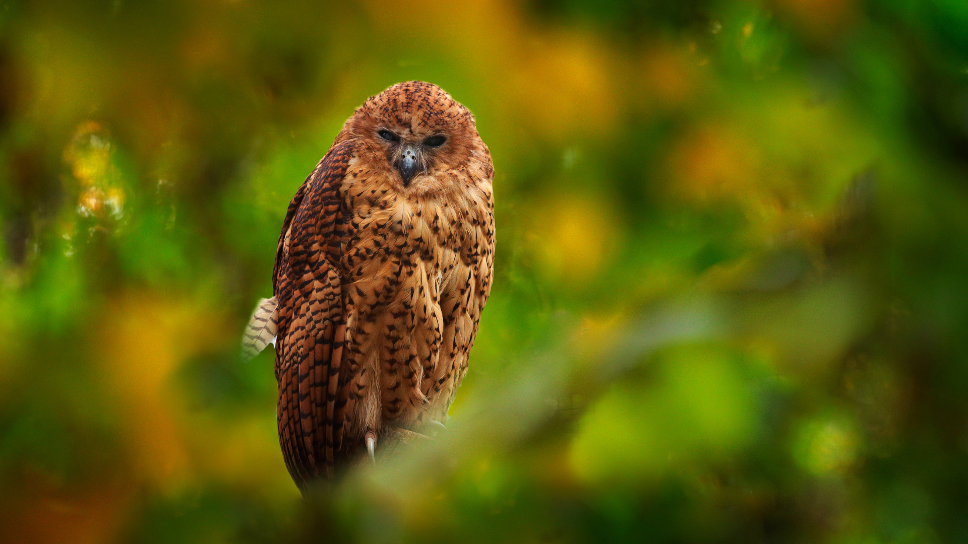 Pel's Fishing Owl 