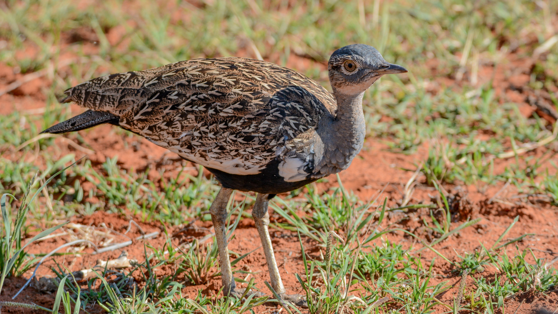 Red-creseted Korhaan