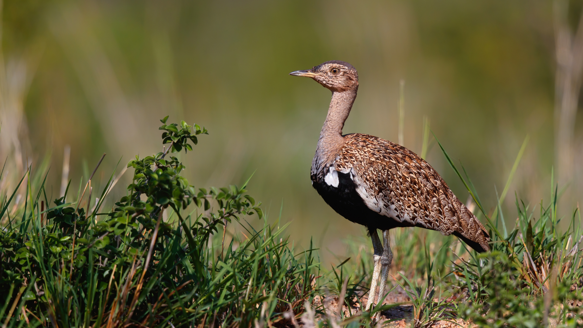 Red-creseted Korhaan