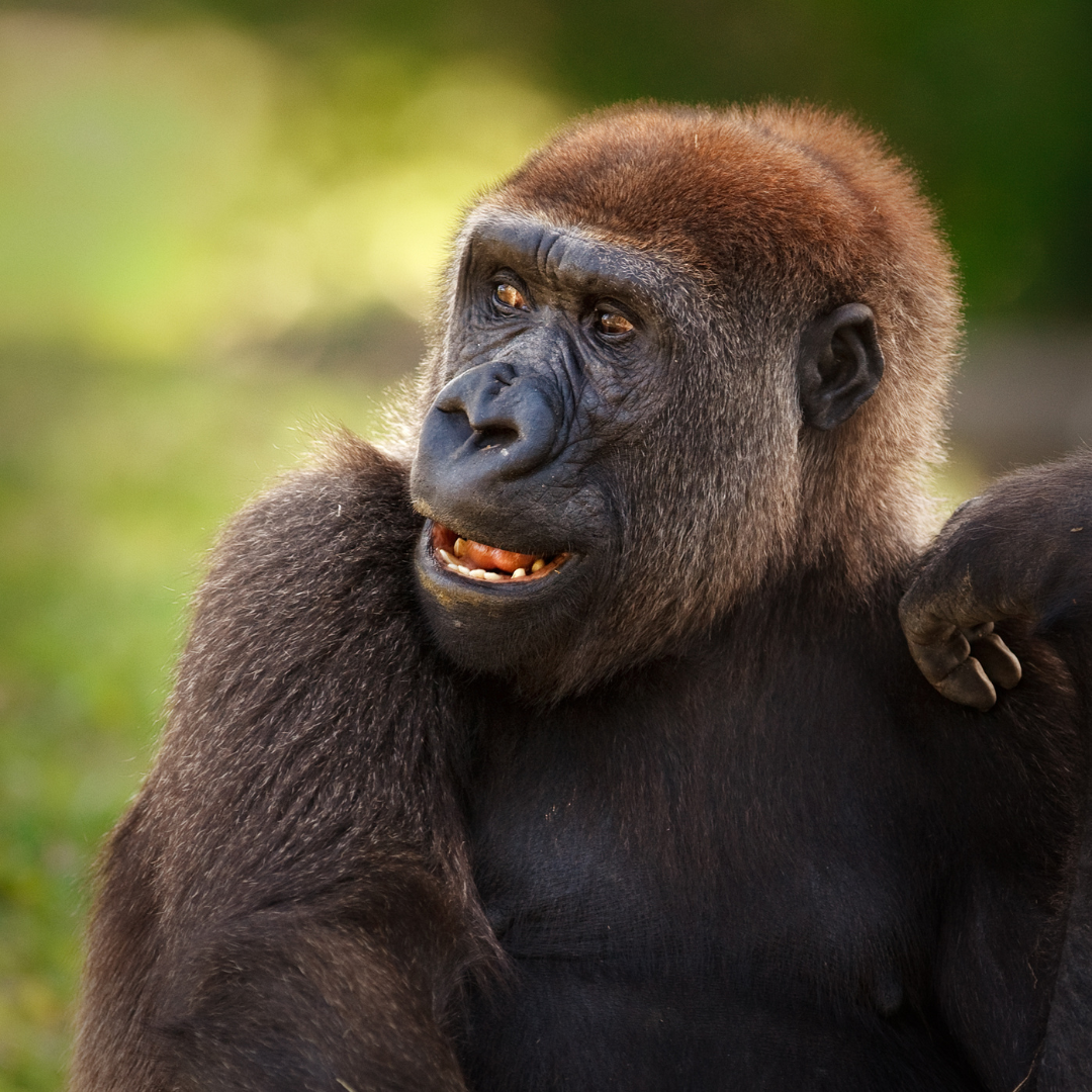 A gorilla is sitting in the grass with its mouth open and looking at the camera.