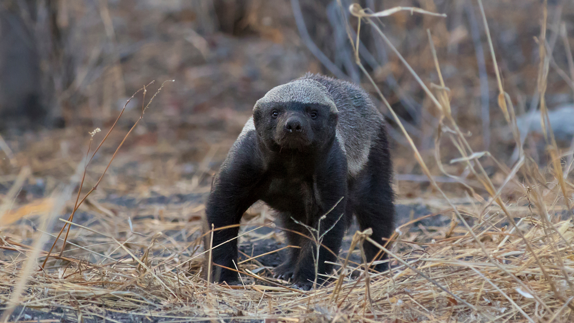 Honey Badger seen while on Safari