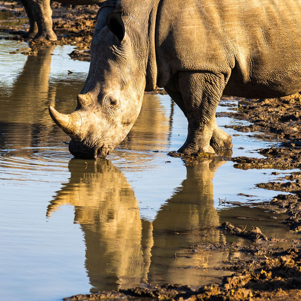 A rhino drinking water from a muddy puddle