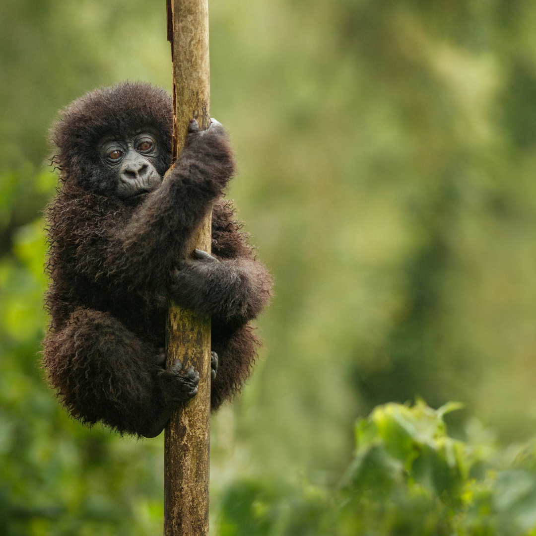 Baby gorilla clinging to a tree trunk, looking directly at the viewer, in a lush green forest.