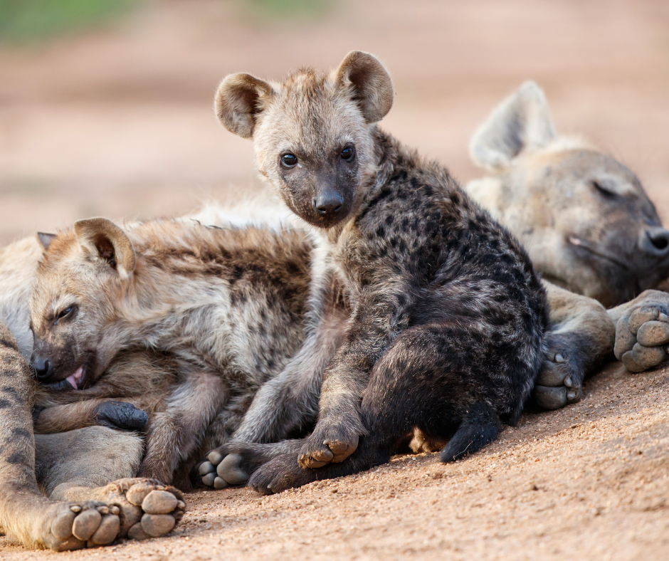 Three spotted hyenas lying on dirt, one looking at the camera.
