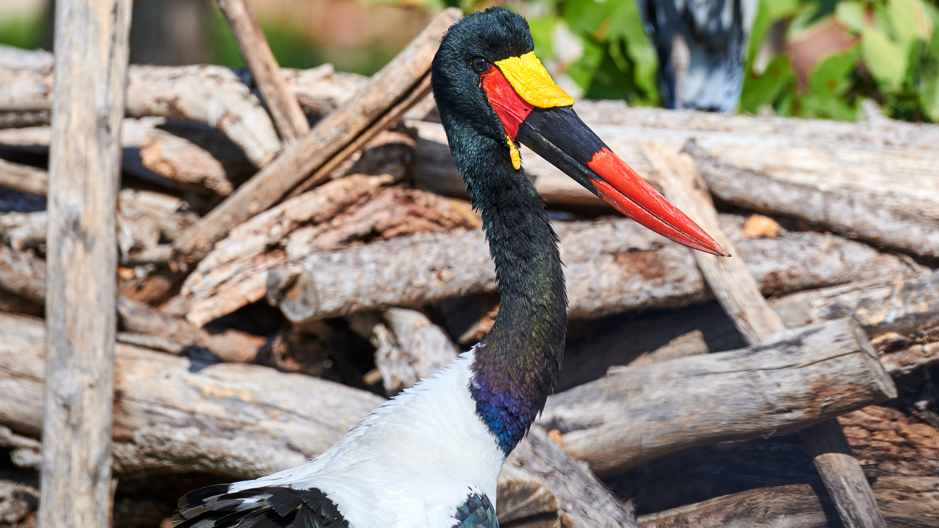 Saddle-billed Stork