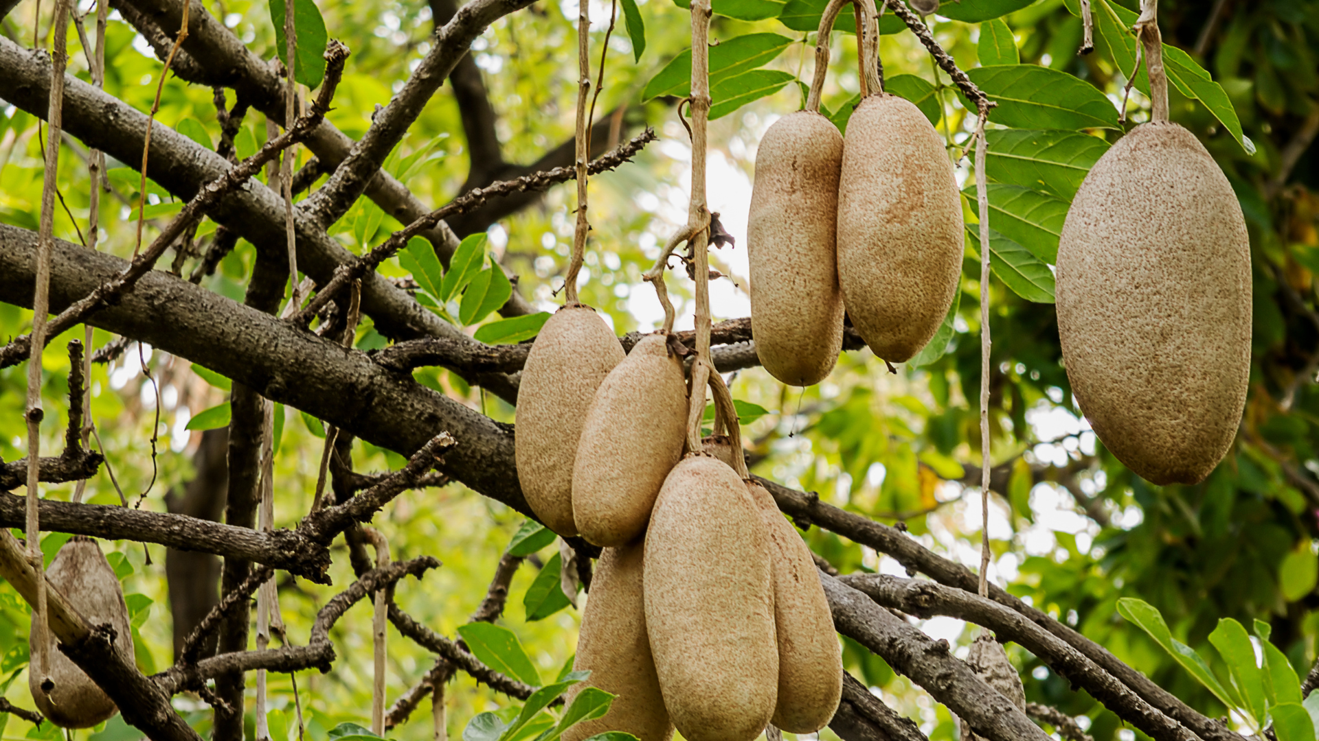 A bunch of fruit hanging from a tree branch.
